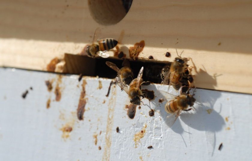 Понос у пчел при нозематозе. Фото с сайта fermer.blog