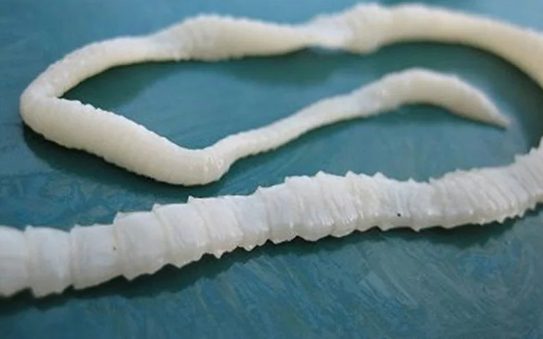 ленточный червь широкий лентец. живые организмы обитающие в почвенной среде. членистый червь. членистый червь. бычий цепень тип червей.