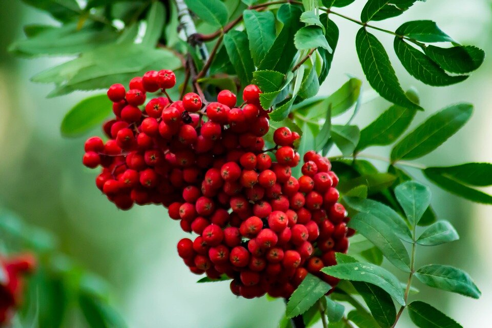 Рябина должна быть спелой. Фото с сайта pixabay.com