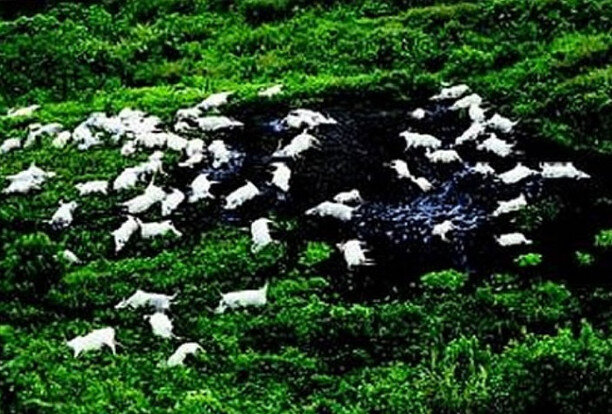 Изображение взято из открытых источников