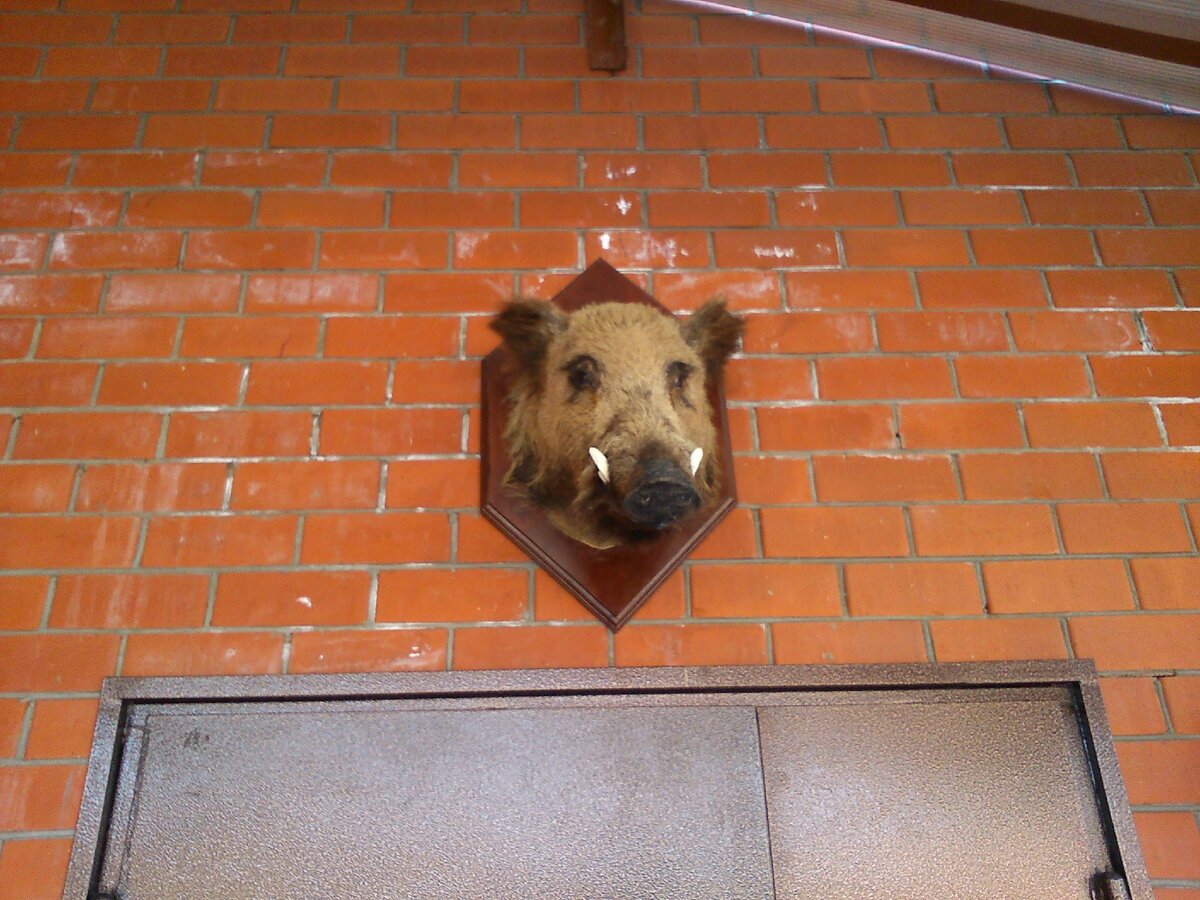 Наверное это кабан. Голова. 