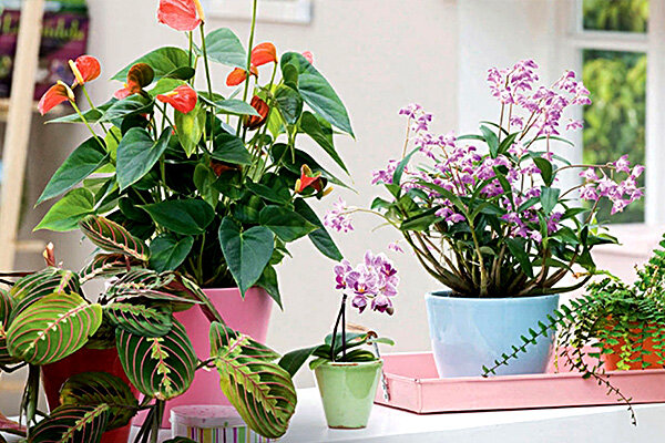 Миф развеян! Нужны ли вам эти 17 комнатных растений?