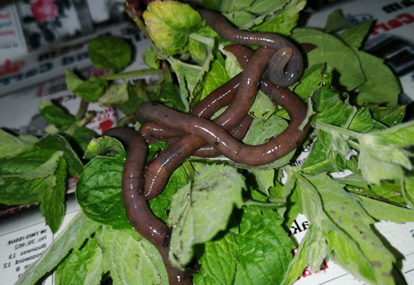 Черви на травке. Подписывайтесь на канал