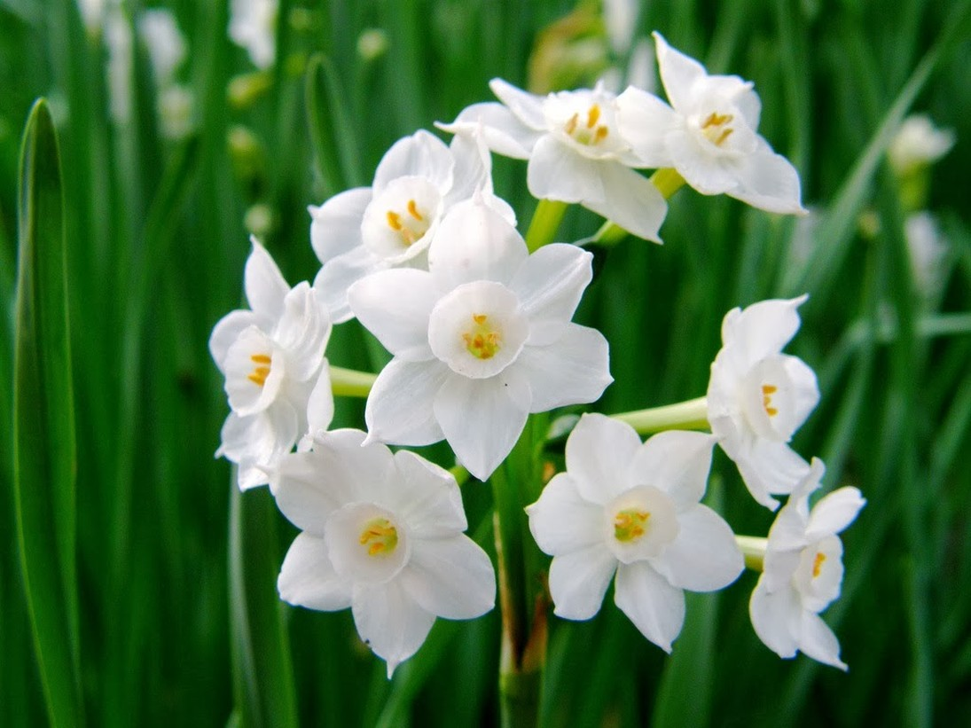 Нарцисс многоцветковый. Нарцисс тацетта. Нарцисс Таурус. Нарцисс многоцветковый белый. Нарцисс какое растение