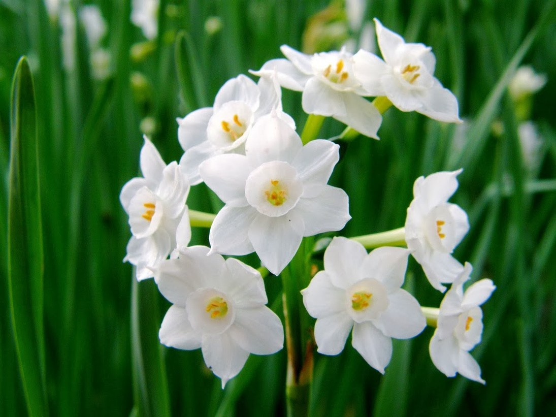 Нарцисс (растение). Нарцисс (Narcissus). Нарцисс таттцетовидный.