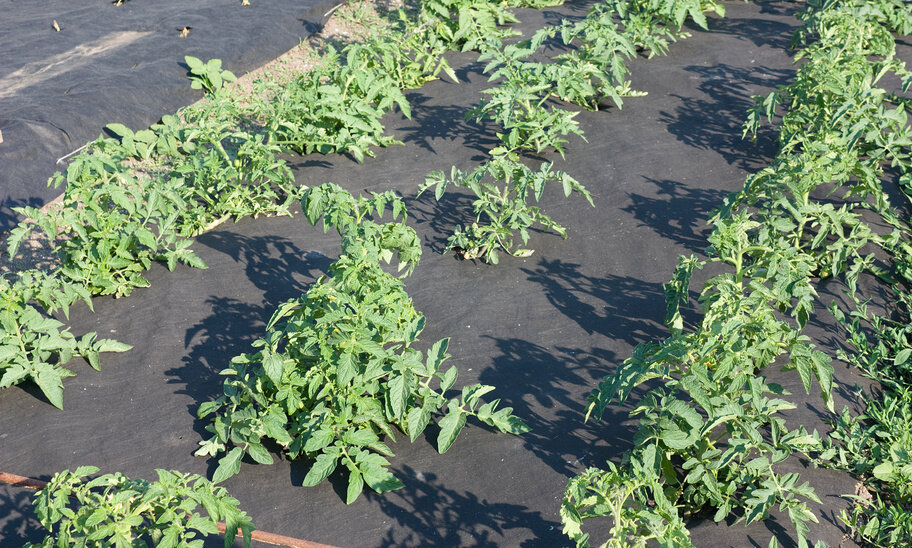 Томаты в чёрном спанбонде. Фото Яндекс картинки.