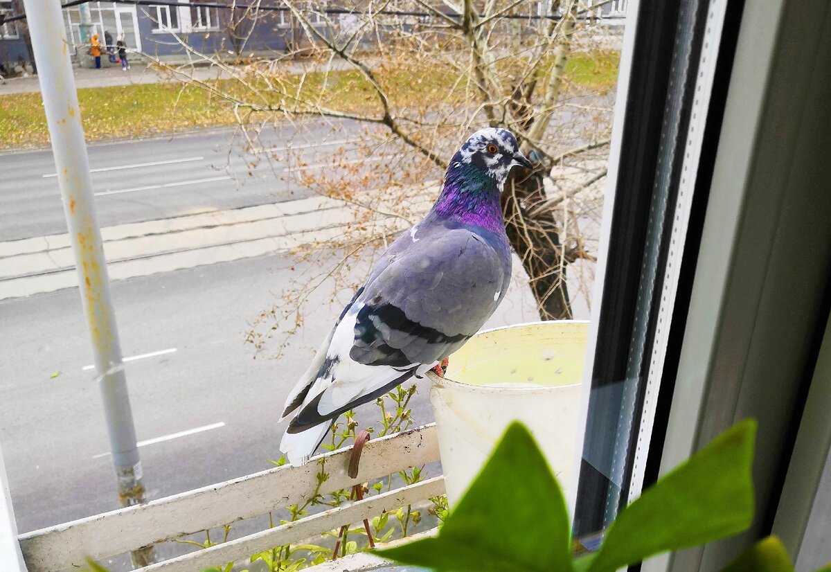 Чудо природы, а всего лишь голубь, которых мы даже не замечаем.