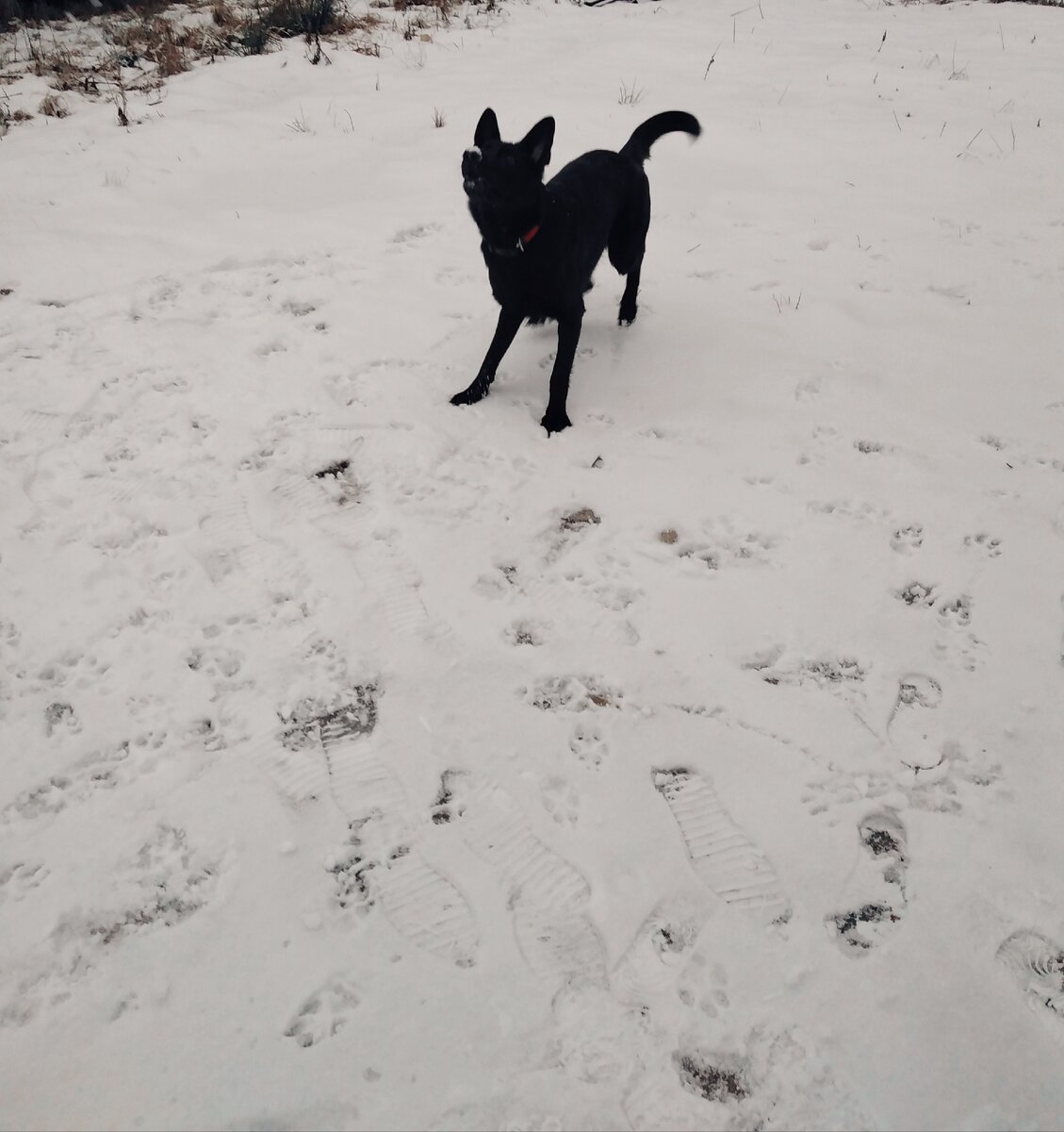 Брось снежок🐶