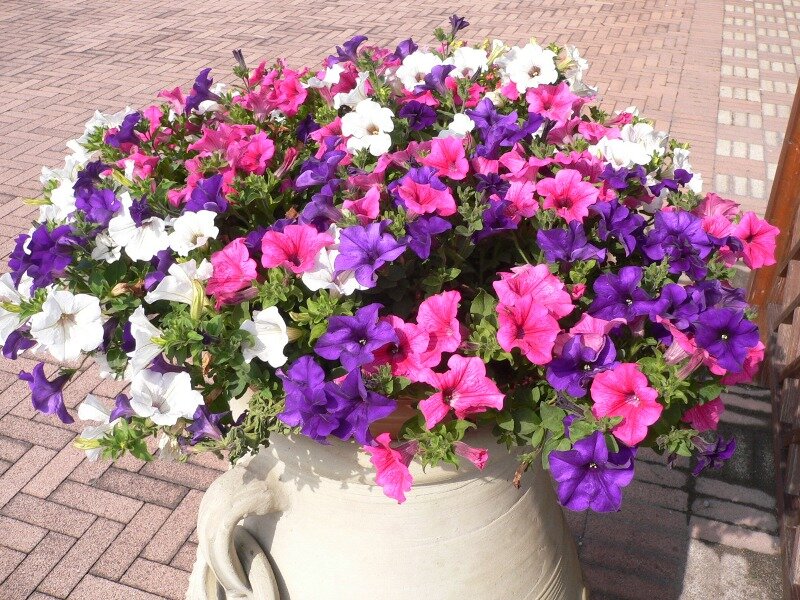 Петуния в вазоне