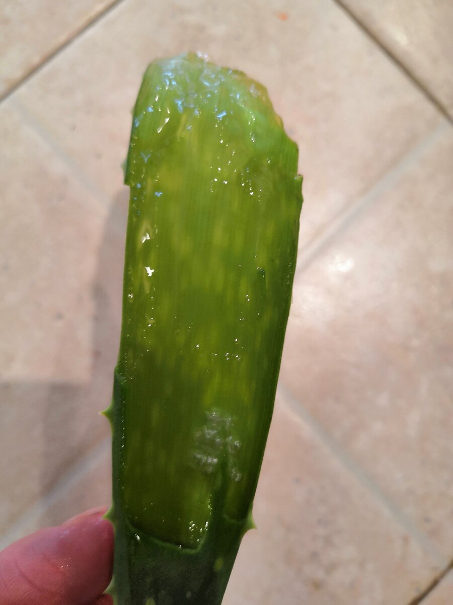 гель внутри листа алоэ вера