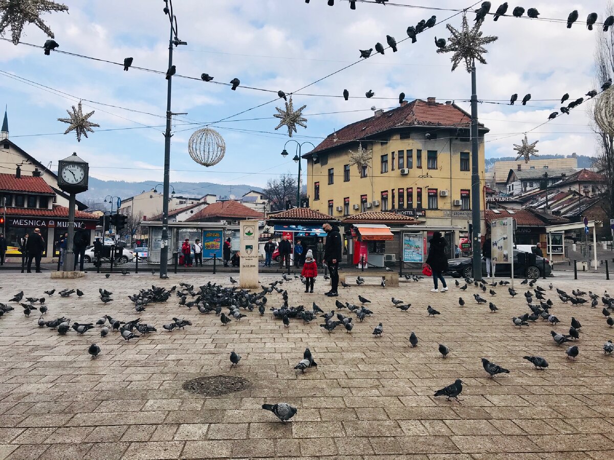 Голубей... как в Венеции