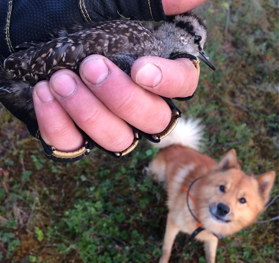 Интересная и очень гордая птица..