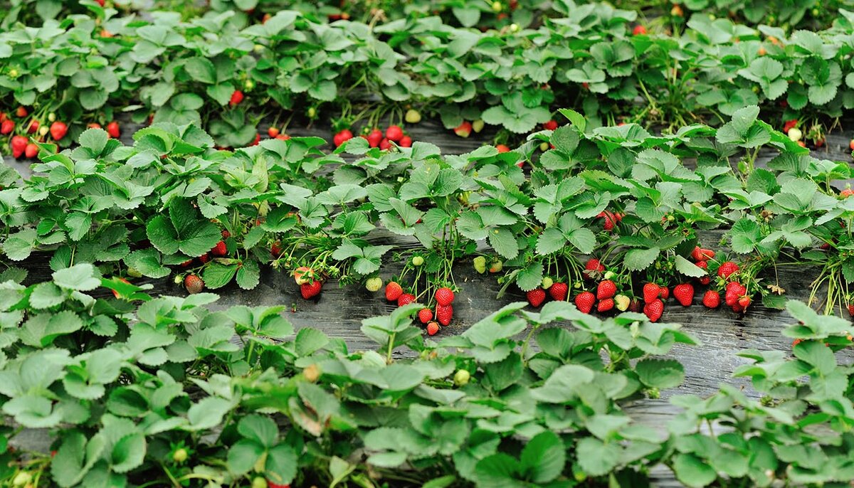 5 Советов, которые помогут вам вырастить Рекордный урожай Клубники уже в этом году