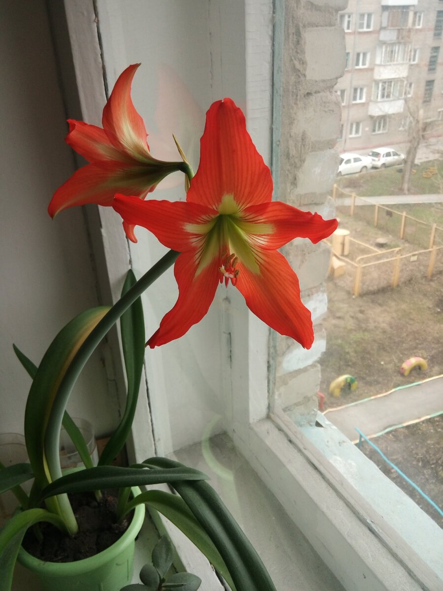 Цветы жизни