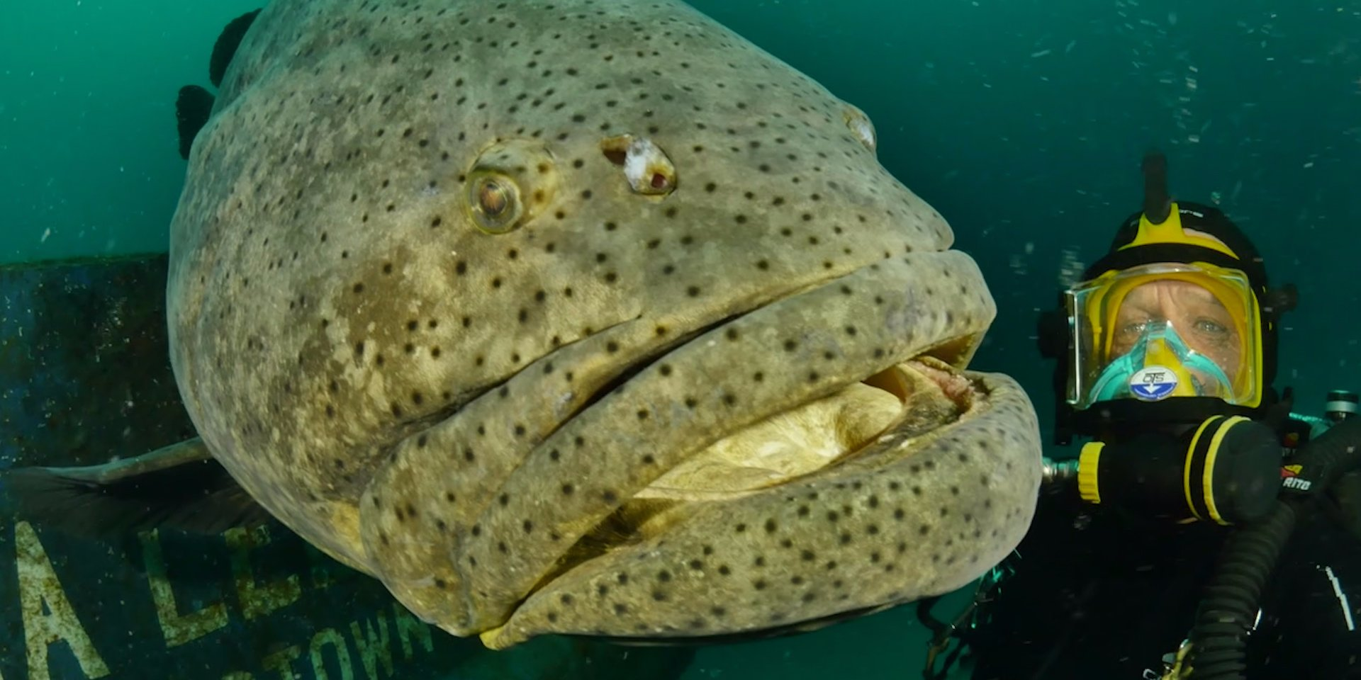 Сильная рыба. Групер Голиаф рыба. Гигантский Групер. Монстр Goliath Grouper. Групперы рыба гигантский.