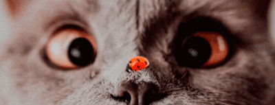 Изображение представлено в рамках свободного цитирования