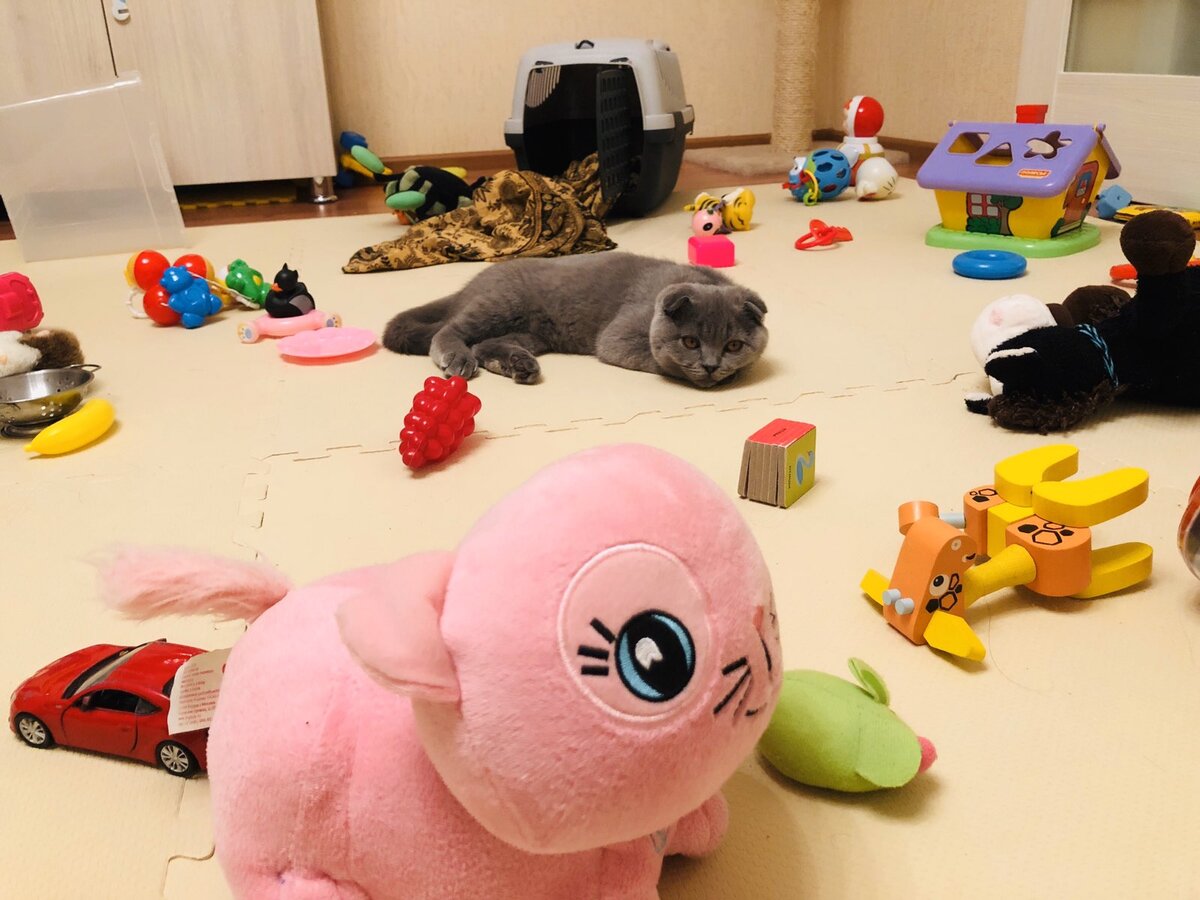 Тяяяжелый день и какой в квартире бардак... Кот Космос