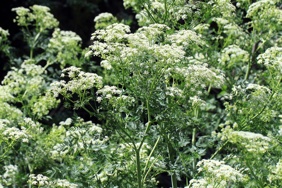 Болиголов пятнистый (Conīum maculātum)