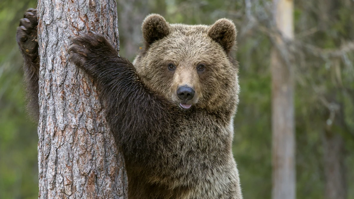 Фото с сайта yle.fi, автор: Киммо Охтонен