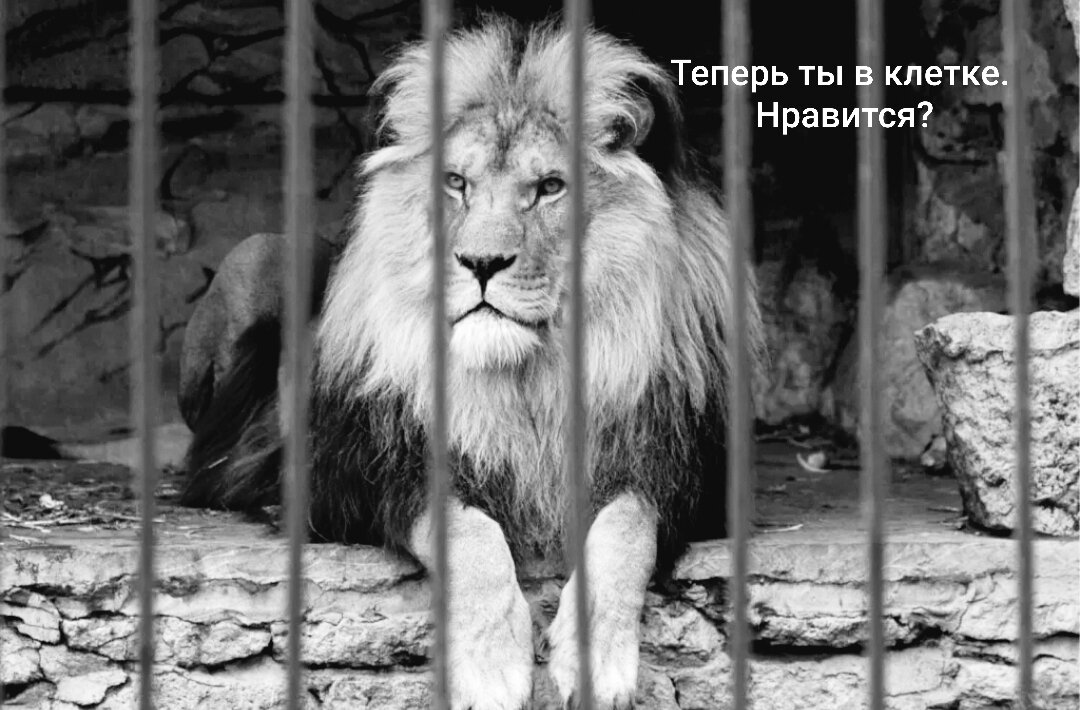 Теперь ты в клетке. Нравится?