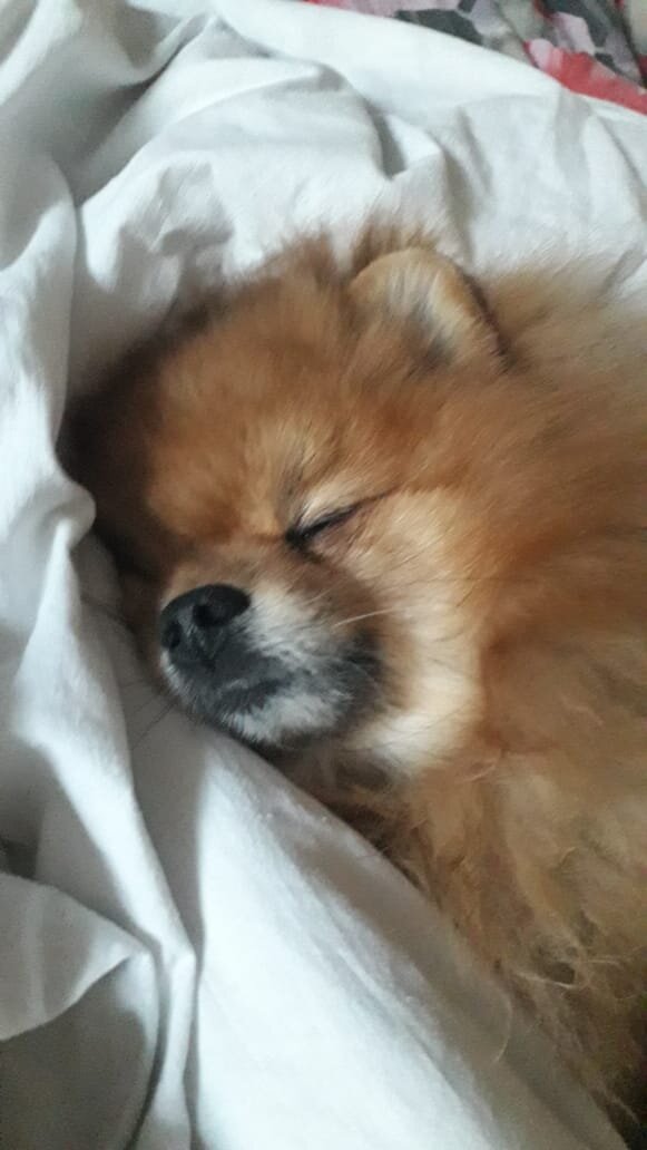 Это моя Собака имена он любит спать , играть в мячик. Что делают ваши животные пишите в комментарии . Мне будет очень интересно прочитать 