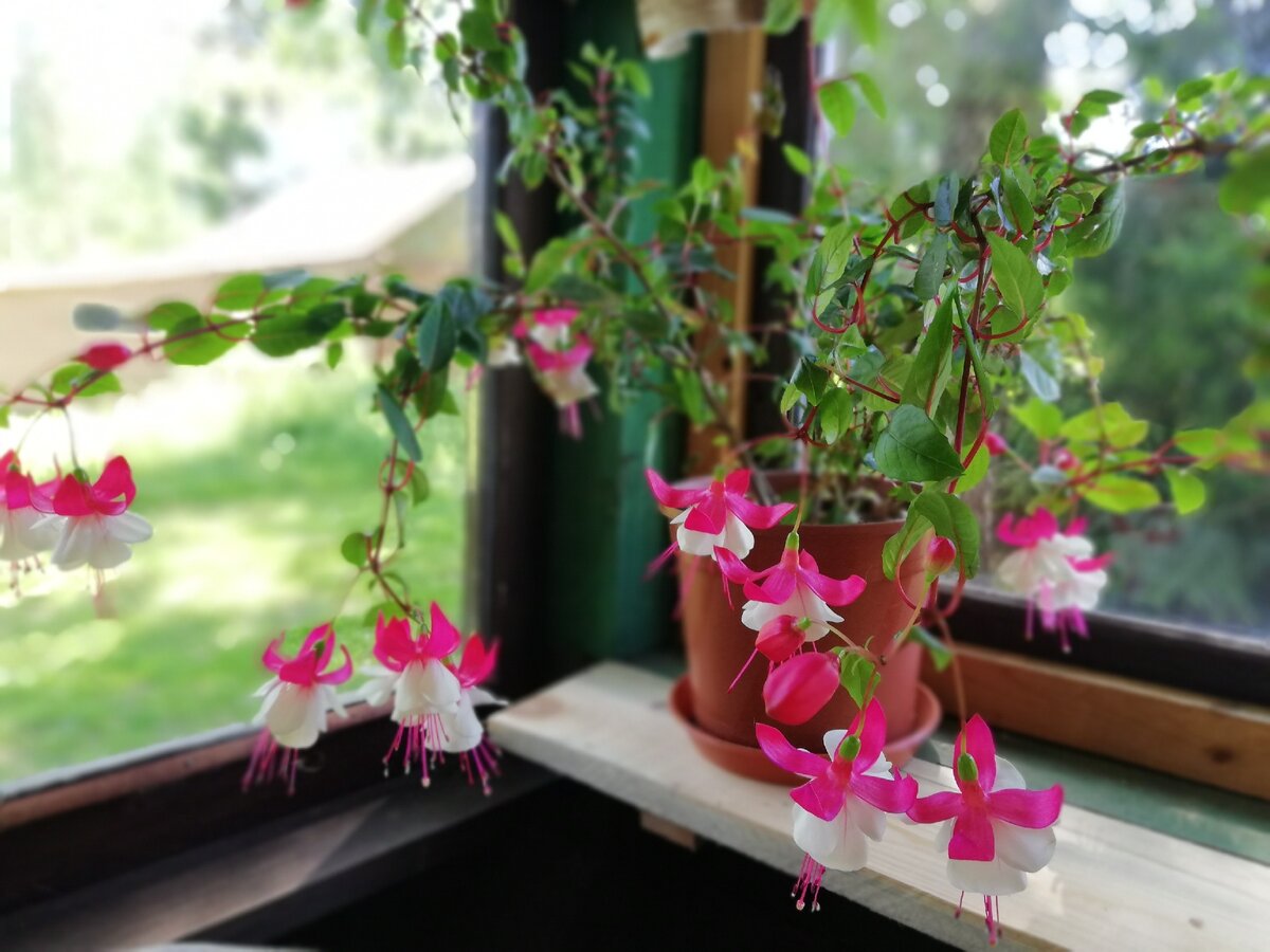 Один из горшков с фуксией в беседке