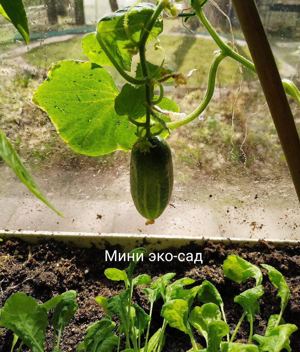 Огурец сорт Быстренок. Фото автора