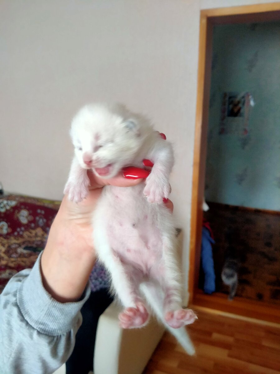 Котёнок