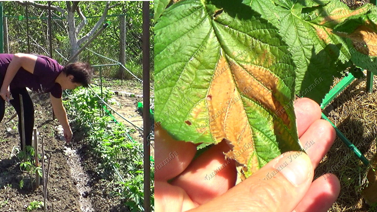 Сею кукурузу вдоль ряда малины