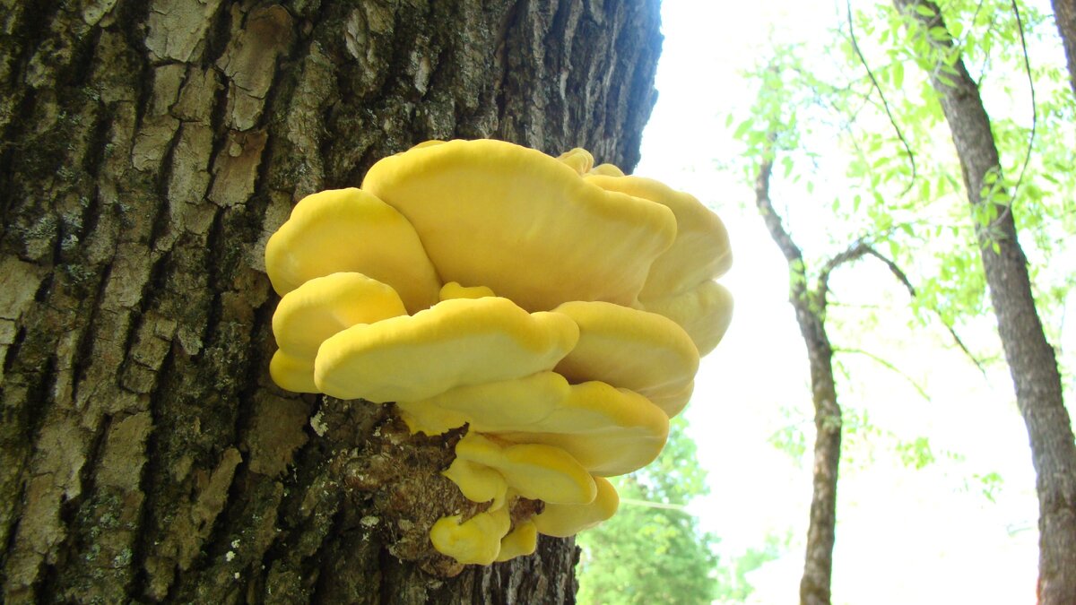 Тсж, фото автора.