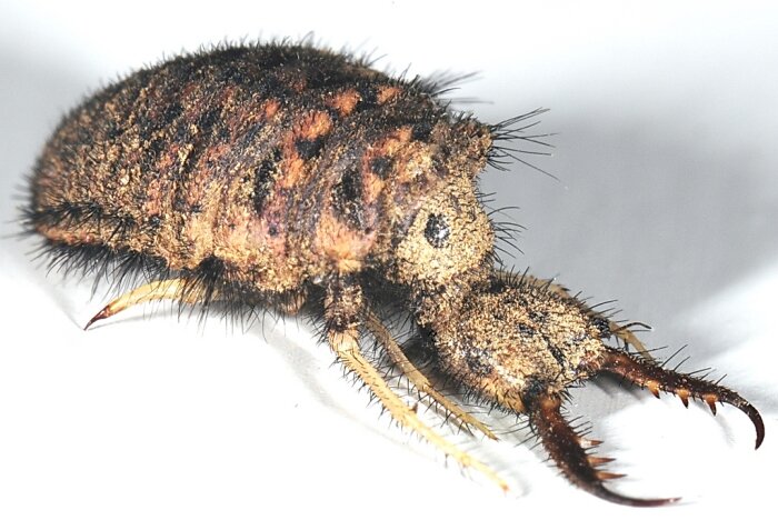 Муравьиный лев в органическом садоводстве