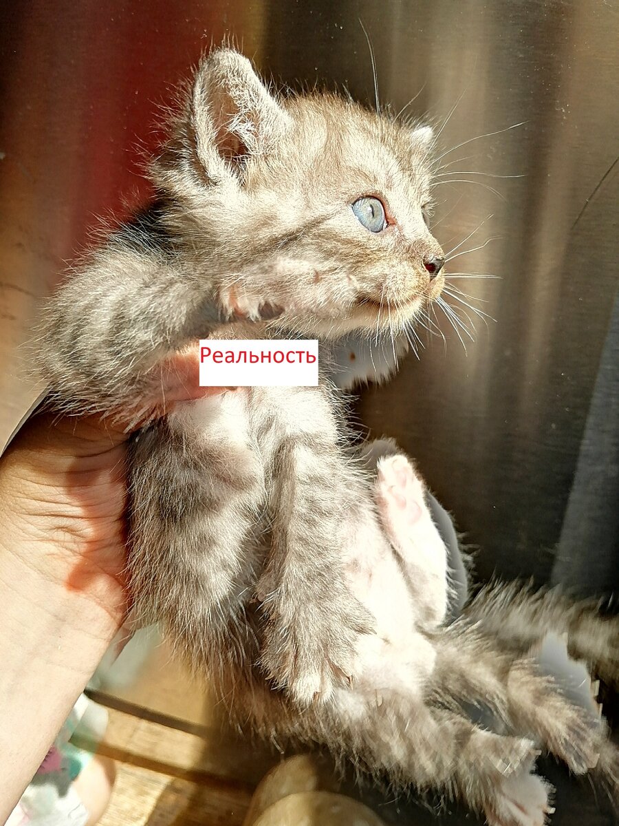 Личное фото. "Реальность".  Дети подумали,что на балконе лучше будет виден окрас котеночка