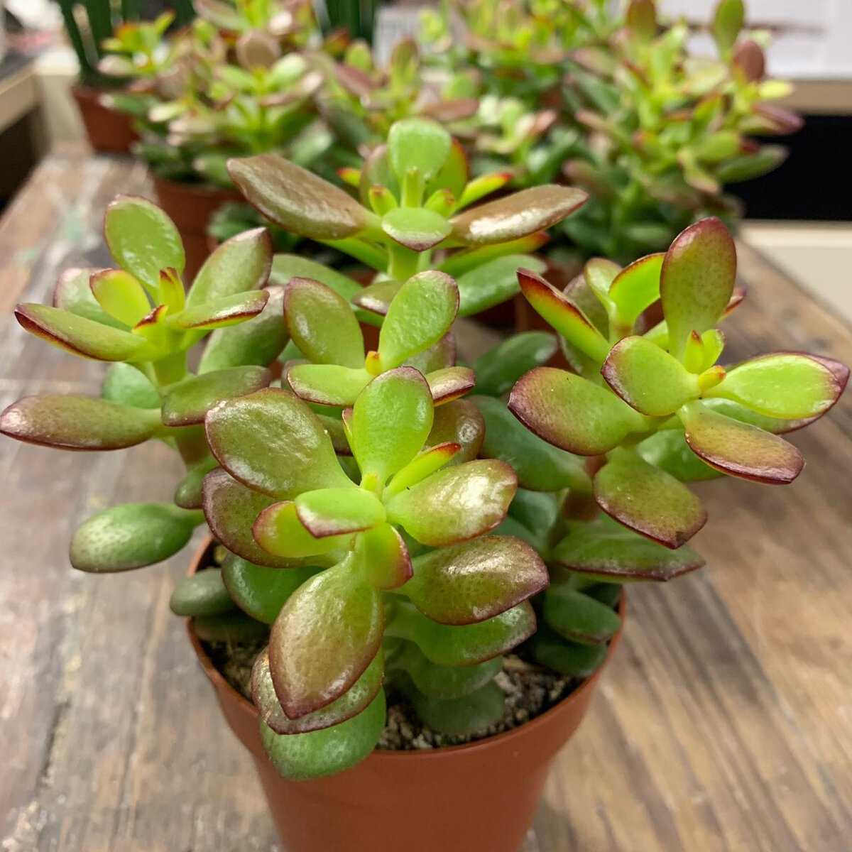 Источник фото: adenium-doma.ru