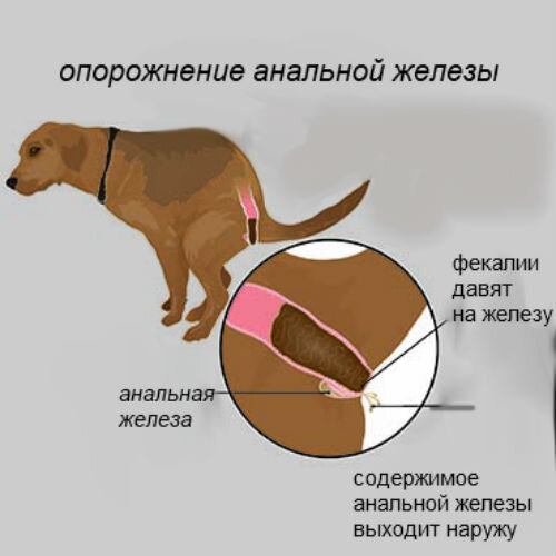 Параанальные железы у собак
