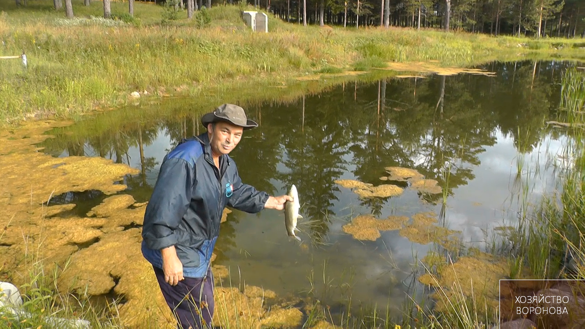 Поймал белого амура на рыбалке и отпускаю обратно