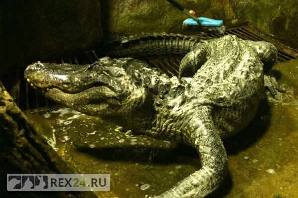 Фото: Московский зоопарк