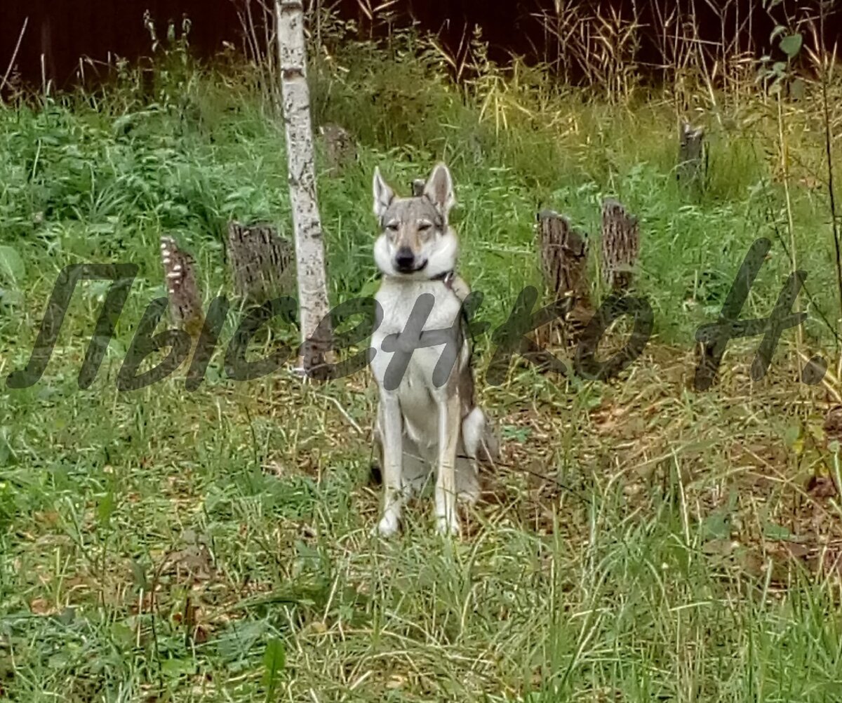 Чехословацкий влчак. Фото автора.