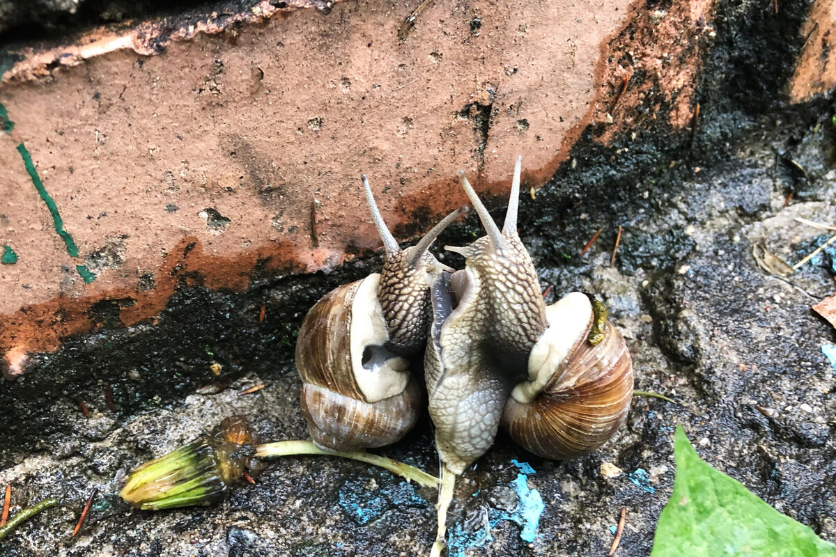 Сладкая парочка