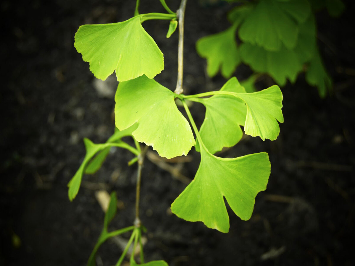 Para qué es bueno el ginkgo biloba