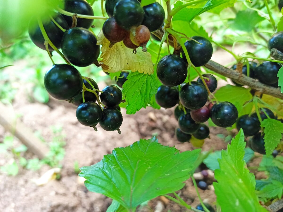 первый урожайчик!)) Листайте галерею