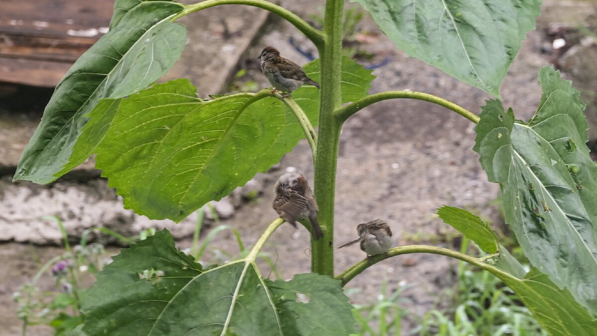 f  5.6  iso-400  1\20с  275мм. 