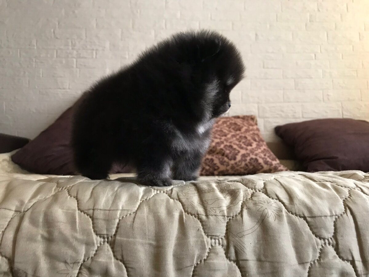 Девочка🌸помераночка возраст 1 месяц, вот такой бутузик) шерсти моооре!