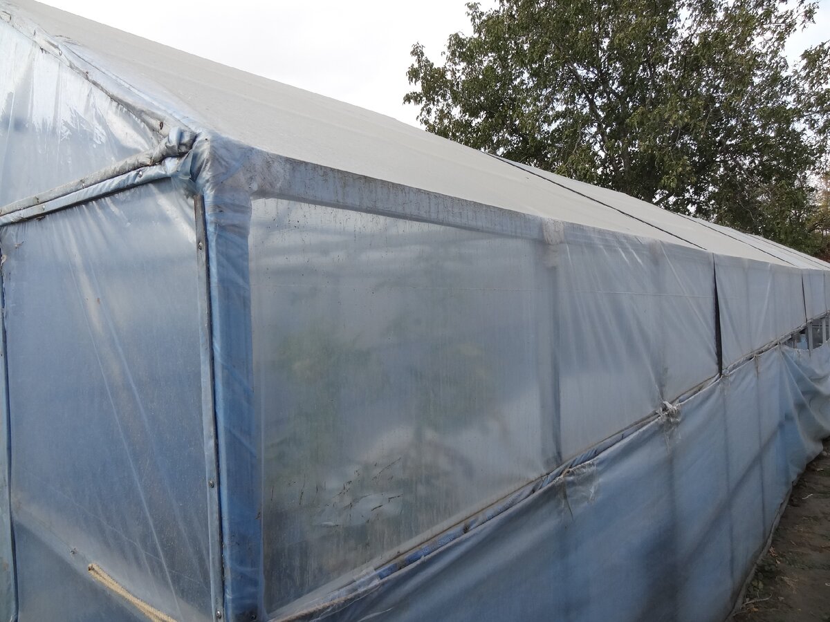 Самодельная теплица из профилей.