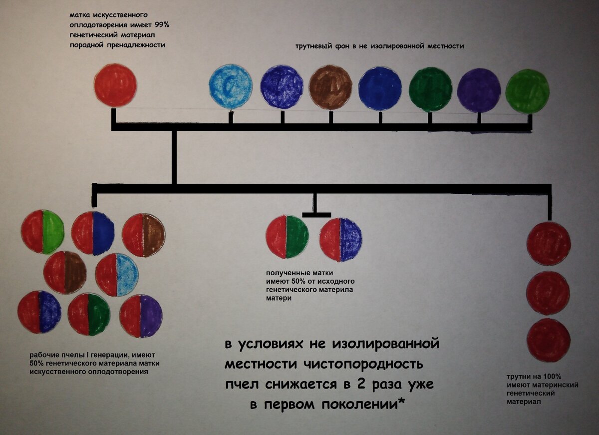 Наследование породных признаков в первой генерации пчел.