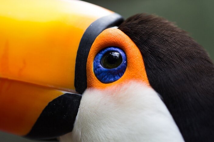 Яндекс Картинки