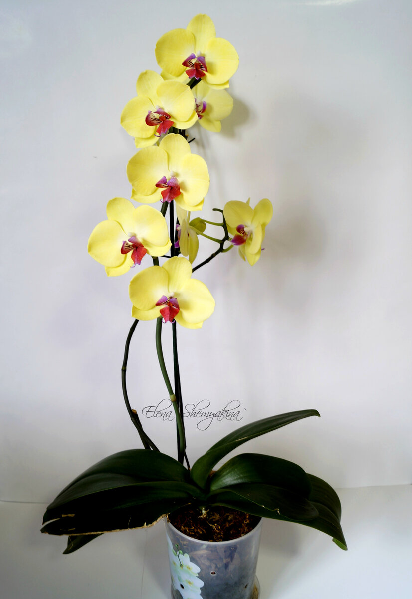 Простая орхидея из фоамирана для начинающих – мастер-класс