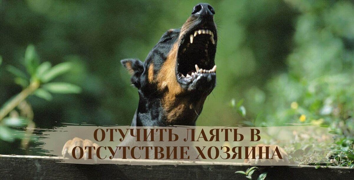 Как отучить собаку лаять, скулить и выть дома? | For Pet | Дзен