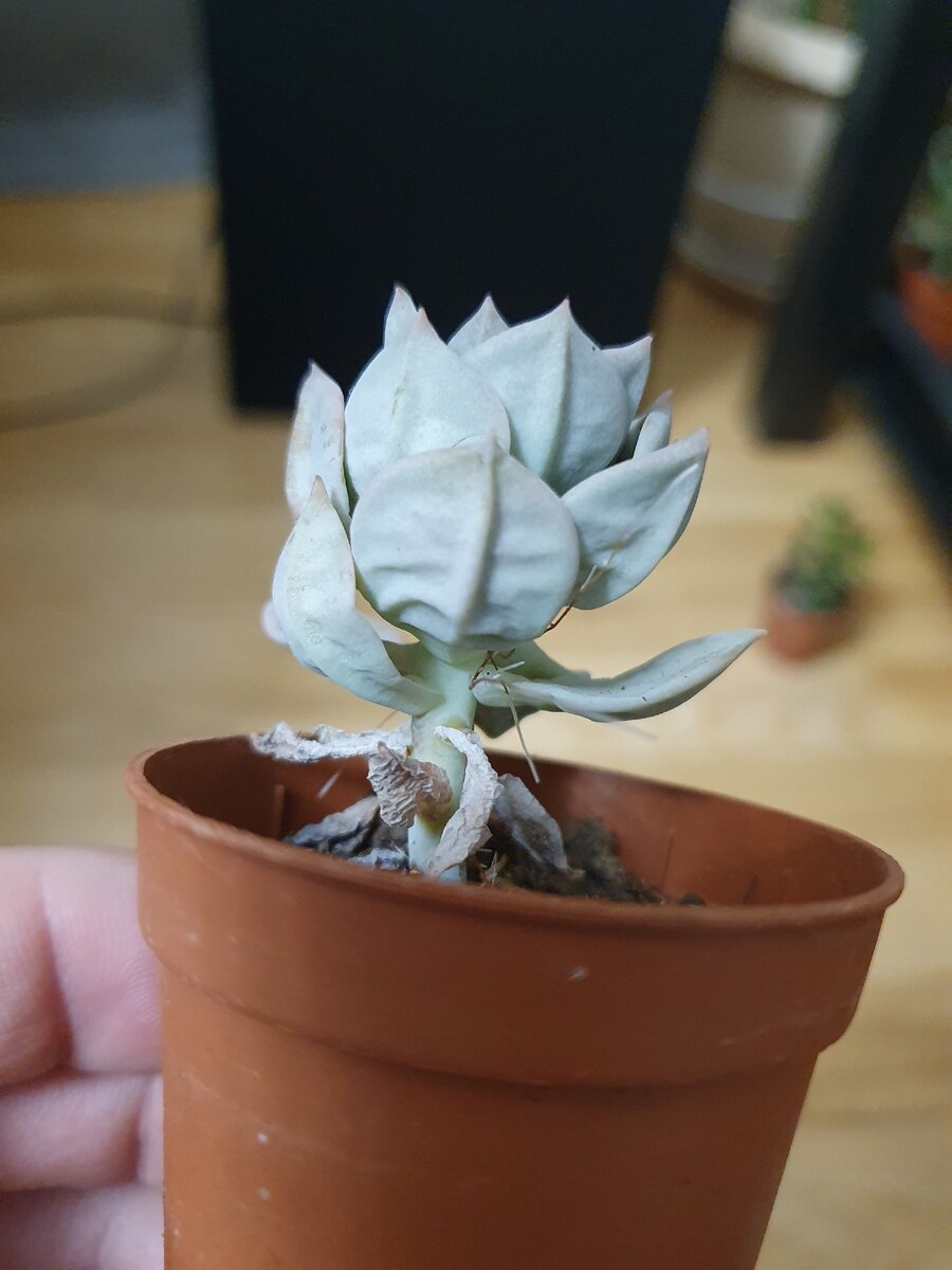 Листья истончали, появились морщины