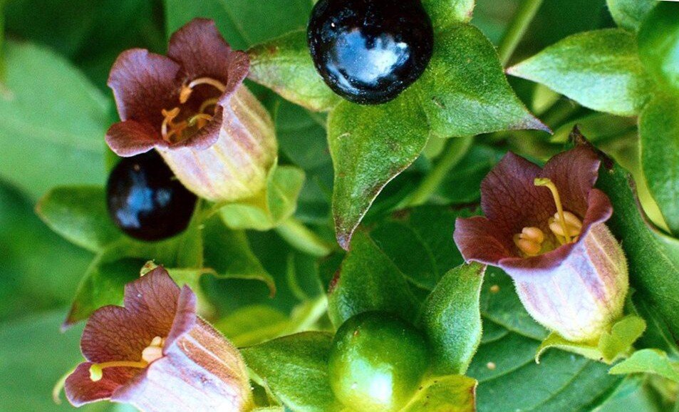 Белладонна