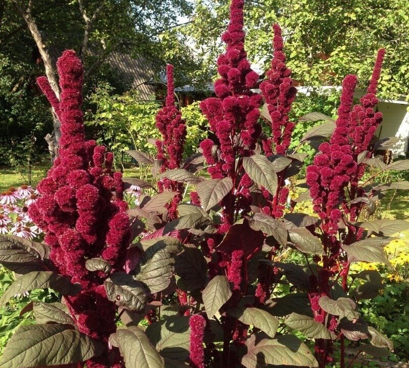 Источник фото: https://www.instagram.com/p/CE3KKwUCJ5o/